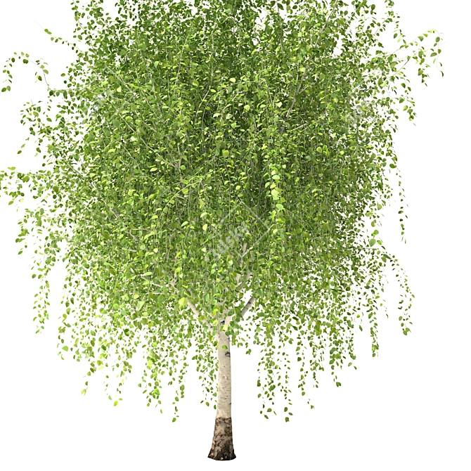 Russian Birch Tree 3D Model 3D model image 3