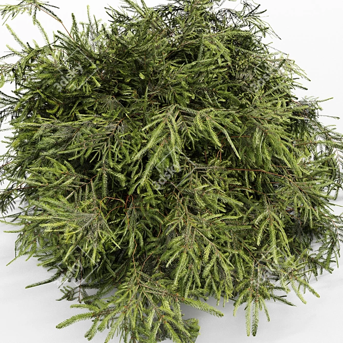 Golden Globe Thuja-Spruce: Dwarf Bush Sizes 3D model image 3