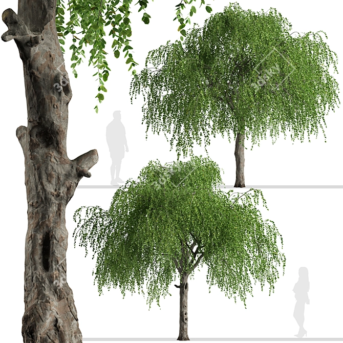 Chinese Elm Trees: Stunning Pair for your Garden! 3D model image 5