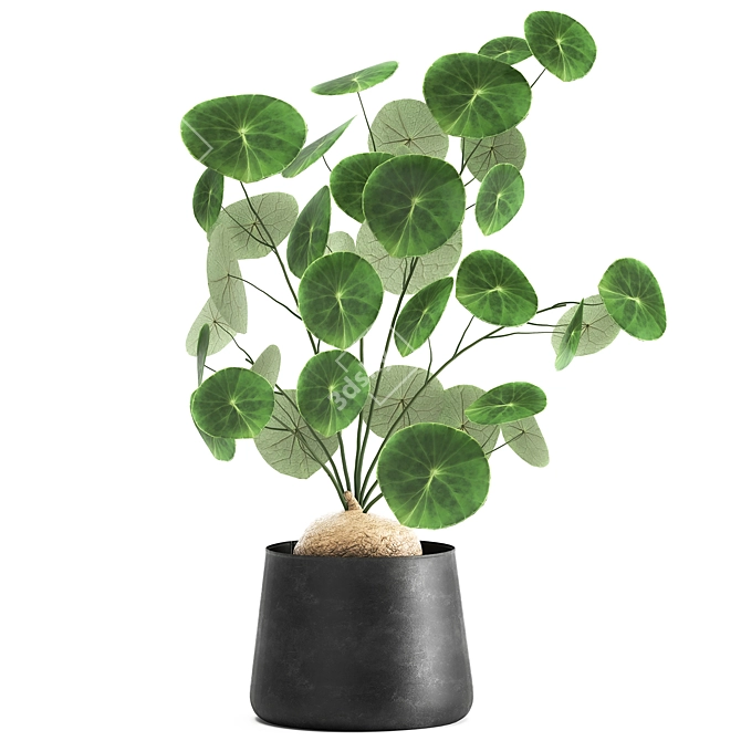 Exotic Black Pot Plant Collection 3D model image 1