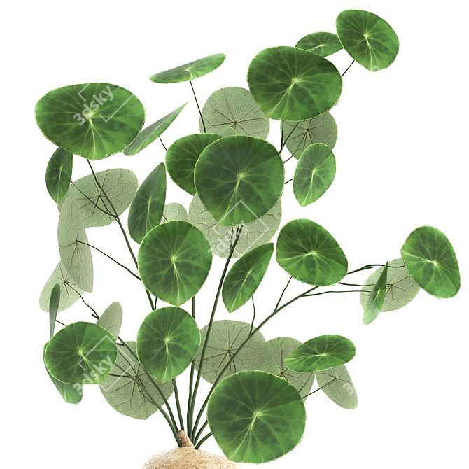 Exotic Black Pot Plant Collection 3D model image 3