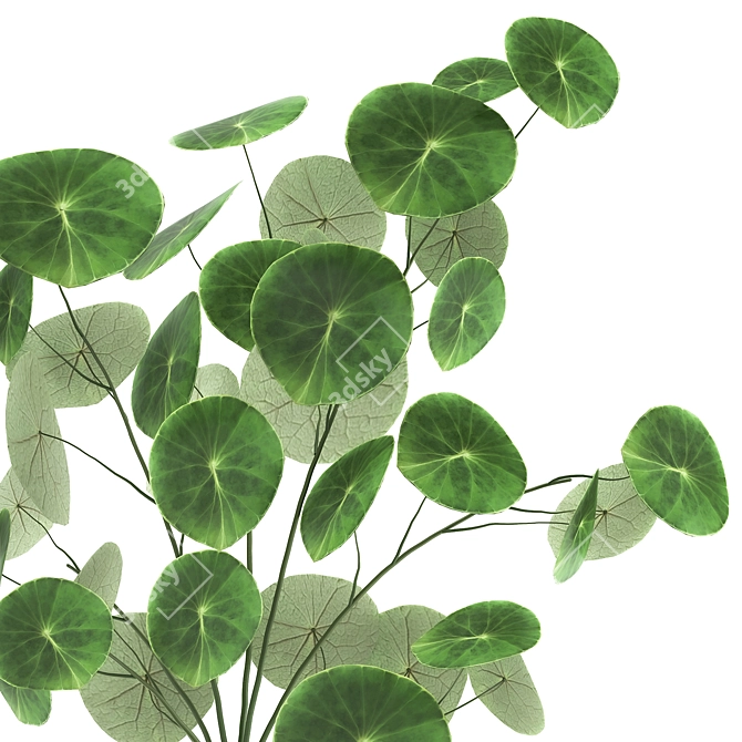 Exotic Black Pot Plant Collection 3D model image 4