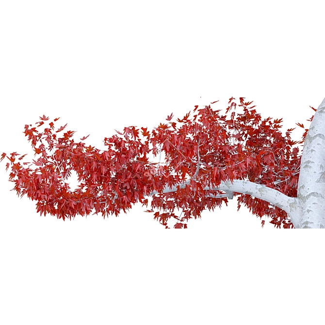 Compact Red Maple Tree 3D model image 2