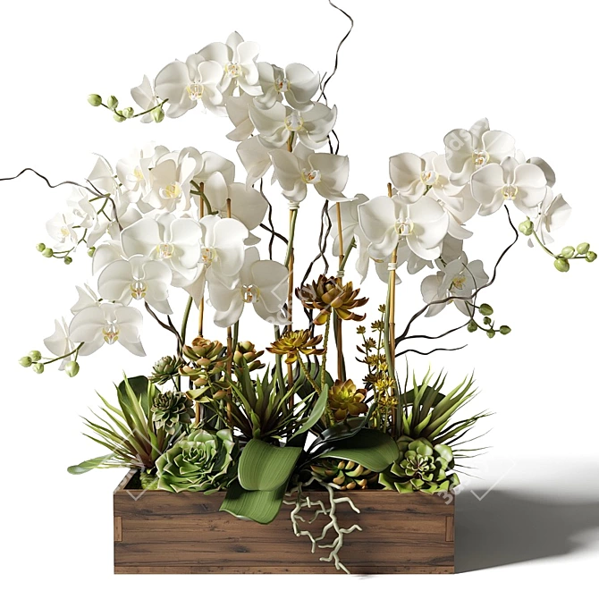 Elegant White Orchid & Succulent Arrangement 3D model image 4