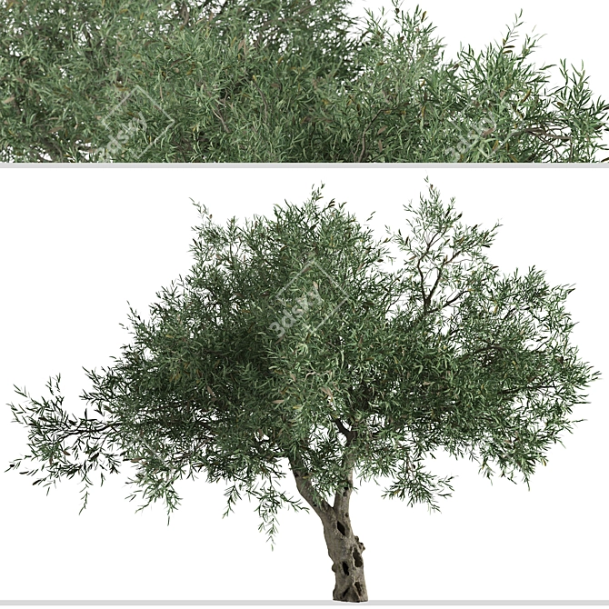 Mediterranean Duo: 2 Olive Trees 3D model image 2