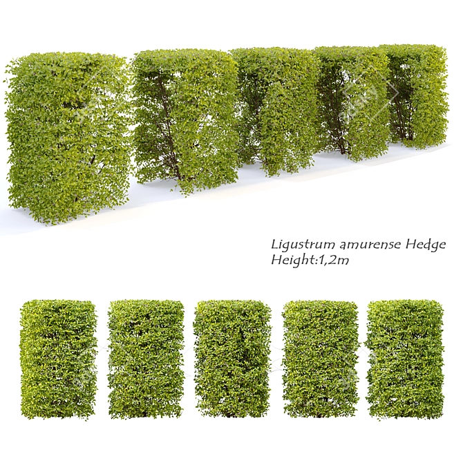 Seamless Amur Privet Hedge 3D model image 1