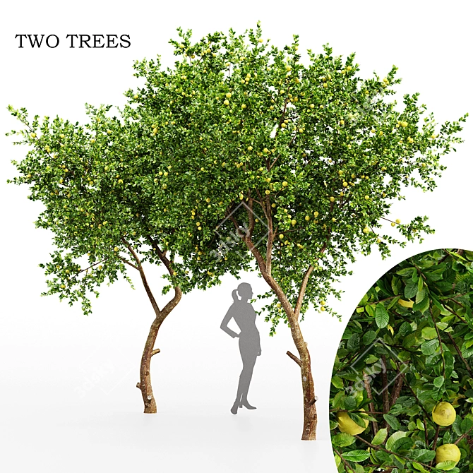 Fresh Lemon Tree - 3D Model with High-Quality Textures 3D model image 1