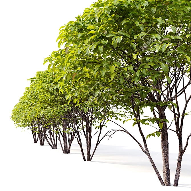 Eastern Redbud - 4 Stunning models 3D model image 3