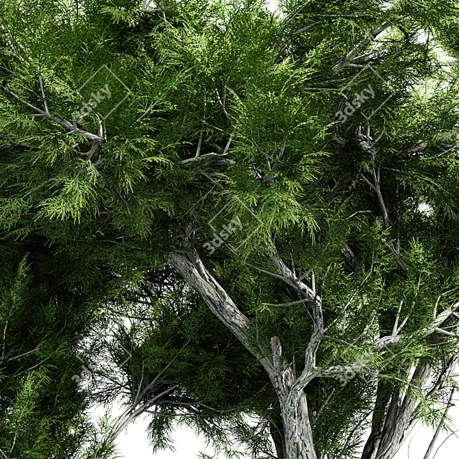 Dual Broadleaf Trees: 7m & 10m 3D model image 2