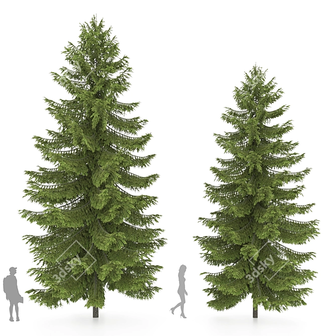 2 Abies Trees: High & Medium Height 3D model image 2