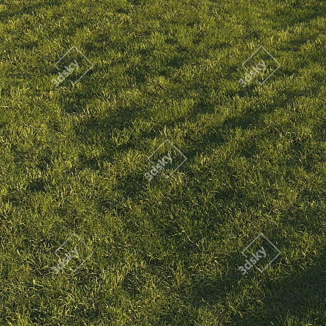 Lush Green Grass Lawn 3D model image 8