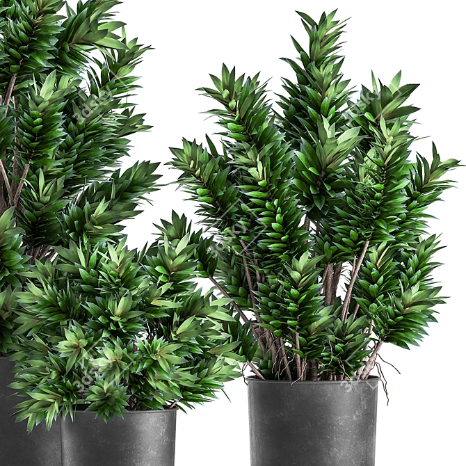 Tropical Plant Collection: Exotic Dracaena in Vig Planter 3D model image 5