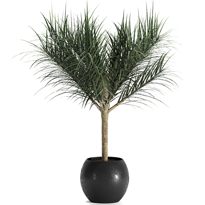 Tropical Palm Trio: Exquisite Indoor Plants 3D model image 4