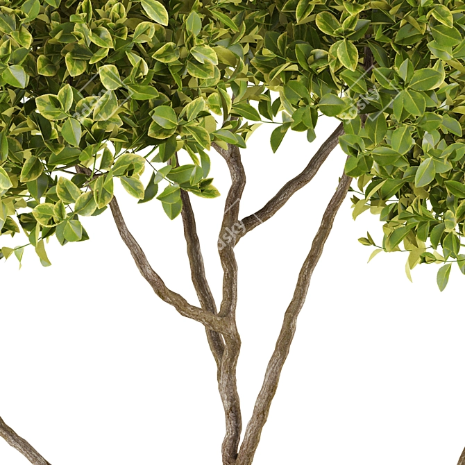 Greenery Deluxe Collection 3D model image 3