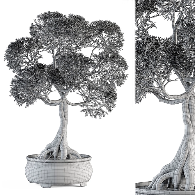 Indoor Bonsai Set - Broadleaf Beauty 3D model image 5