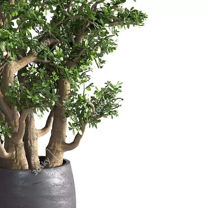  Lush Jade Bonsai Set 3D model image 3