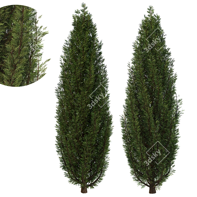 Fine Cupressus Tree: Close-up & Far Rendering 3D model image 6