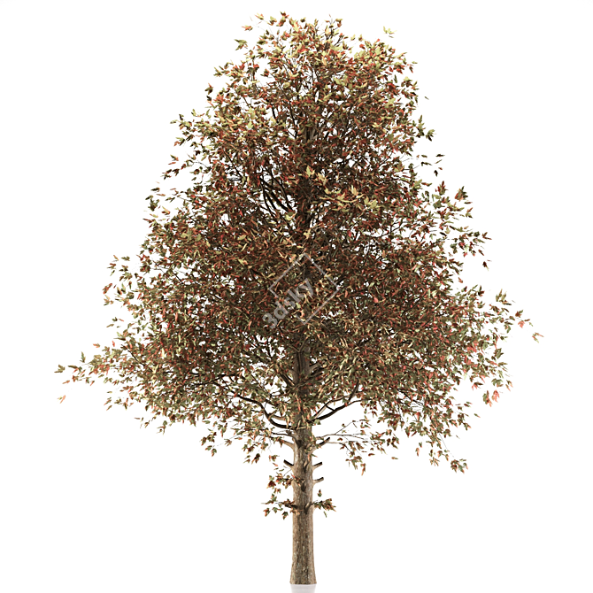 Amur Maple Tree - Stunning Beauty 3D model image 2
