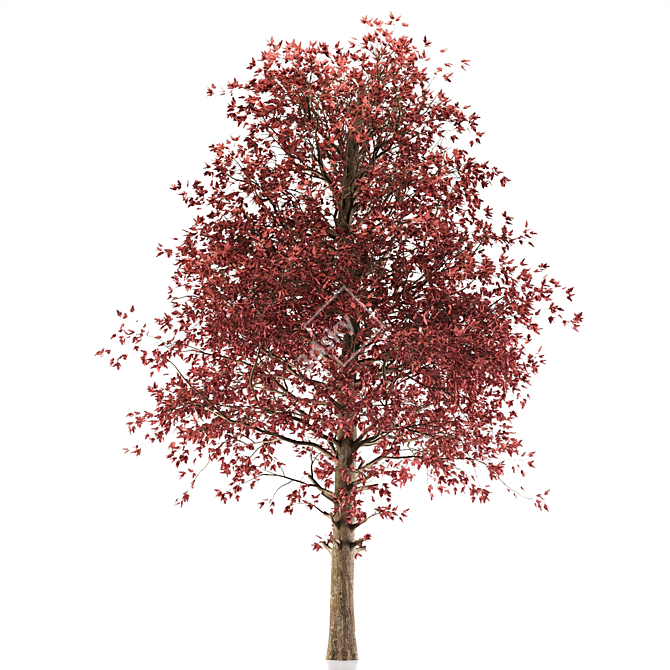 Amur Maple Tree - Stunning Beauty 3D model image 3