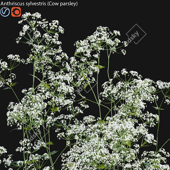 Wildflower 3D Model Set 3D model image 2