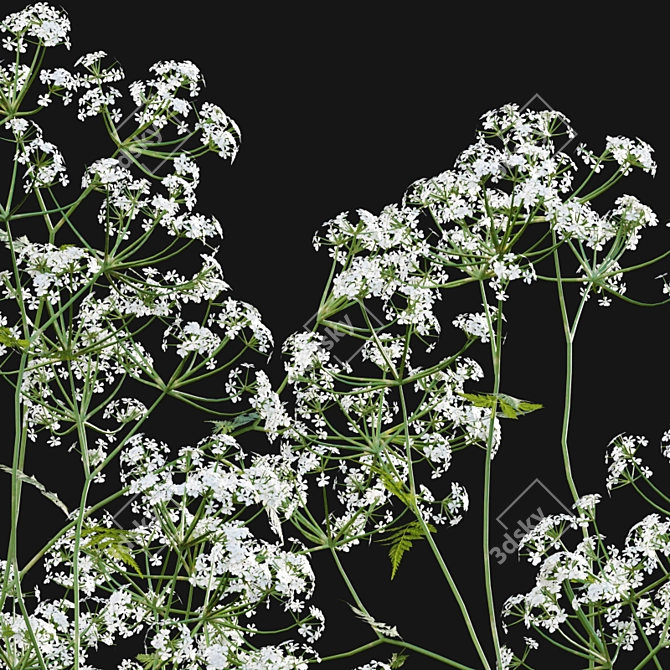 Wildflower 3D Model Set 3D model image 3