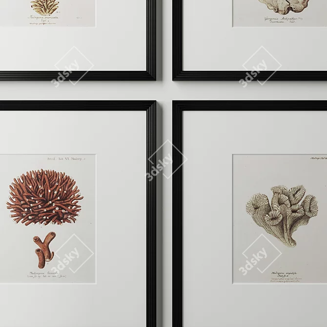 18th C. German Hand-Colored Coral Prints 3D model image 5