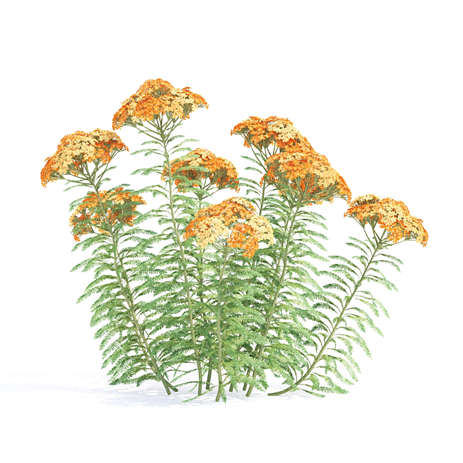 Yarrow Flowers | Achillea millefolium Set 3D model image 4