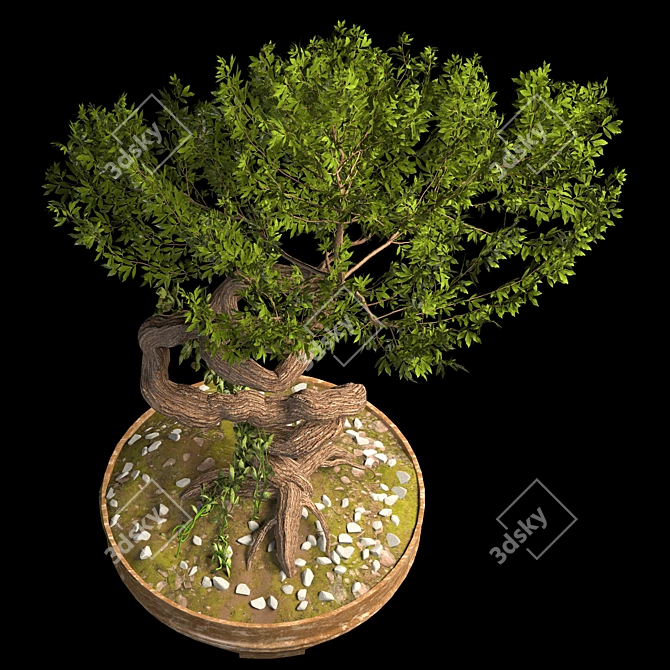 Serenity Bonsai Tree 3D model image 2