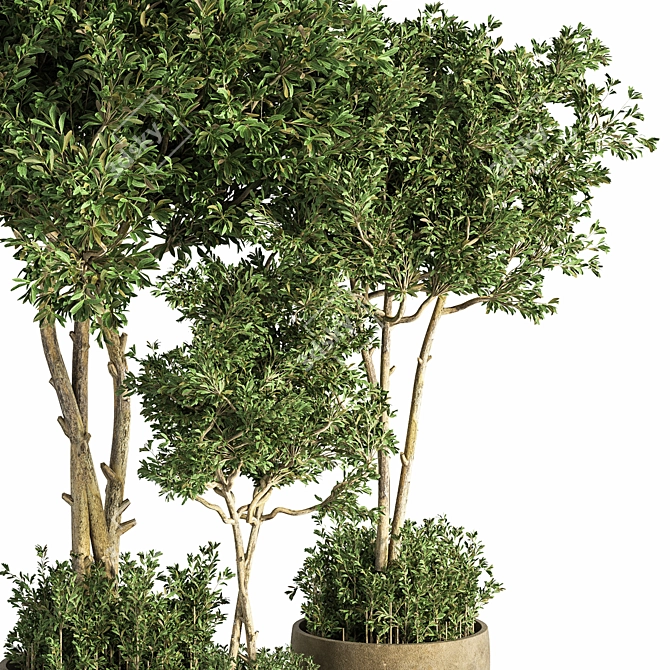 Evergreen Indoor Plant Set 25 3D model image 3