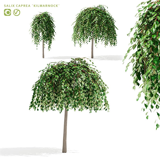 Kilmarnock Goat Willow Trees 3D model image 1