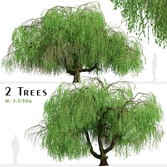 Lush Weeping Willow Trees (Set of 2) 3D model image 1