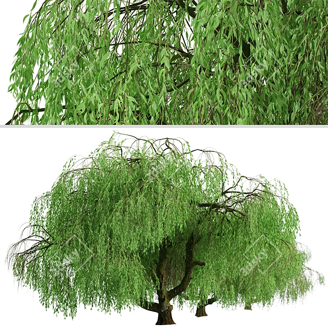 Lush Weeping Willow Trees (Set of 2) 3D model image 2