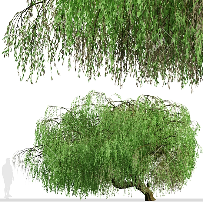 Lush Weeping Willow Trees (Set of 2) 3D model image 4