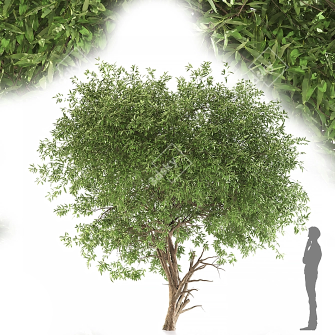 Graceful Weeping Pear Tree 3D model image 2