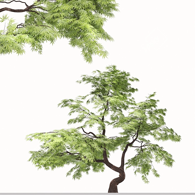 Exquisite Japanese Maple Duo 3D model image 3