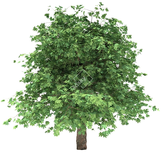 Curly Maple Wood, 239147 Polygons 3D model image 1