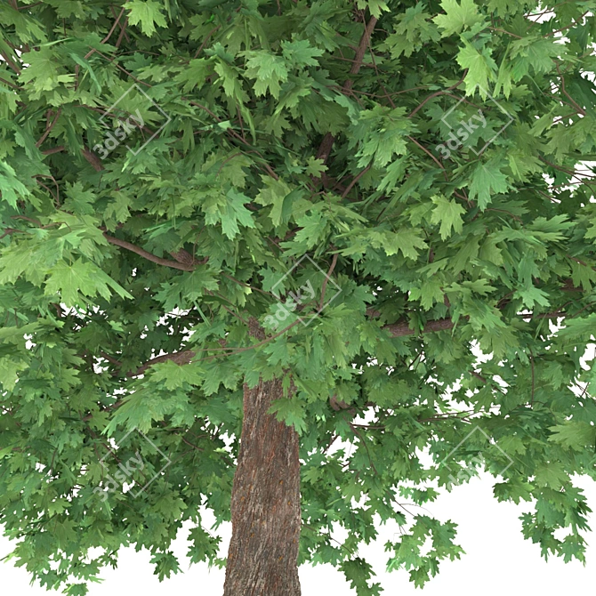 Curly Maple Wood, 239147 Polygons 3D model image 5