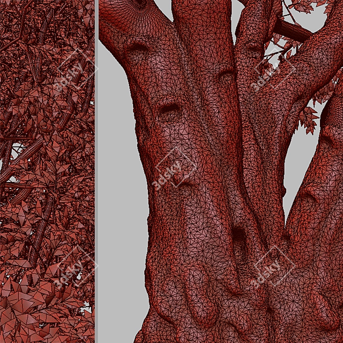 California Bay Laurel Trees (2-Pack): Coastal Beauty for Your Garden! 3D model image 7