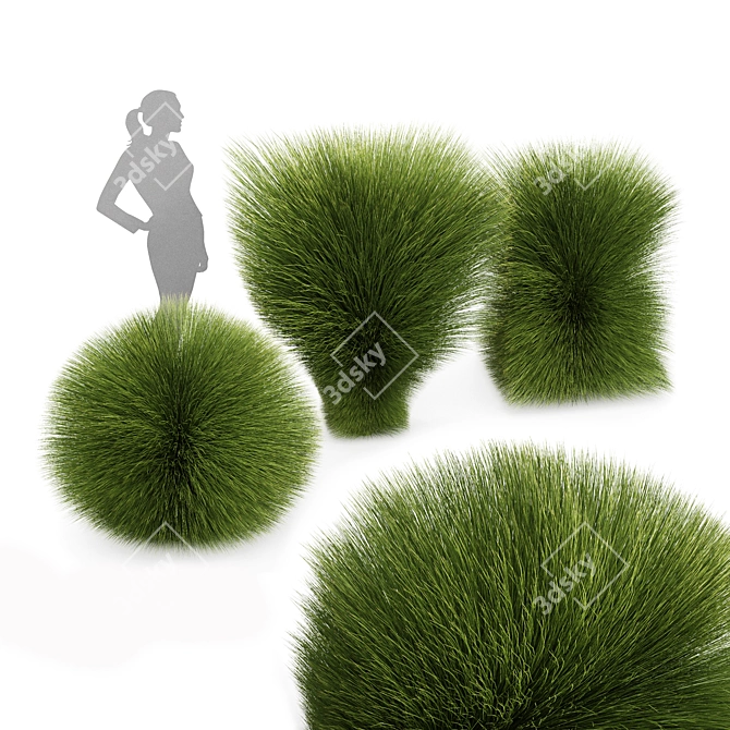 Elegant Maiden Grass for Landscaping 3D model image 1