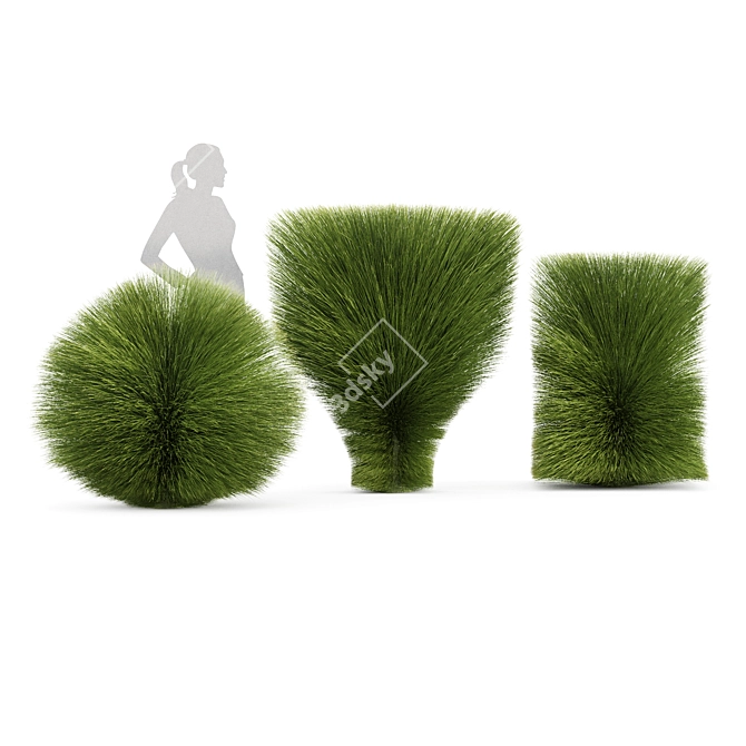 Elegant Maiden Grass for Landscaping 3D model image 4