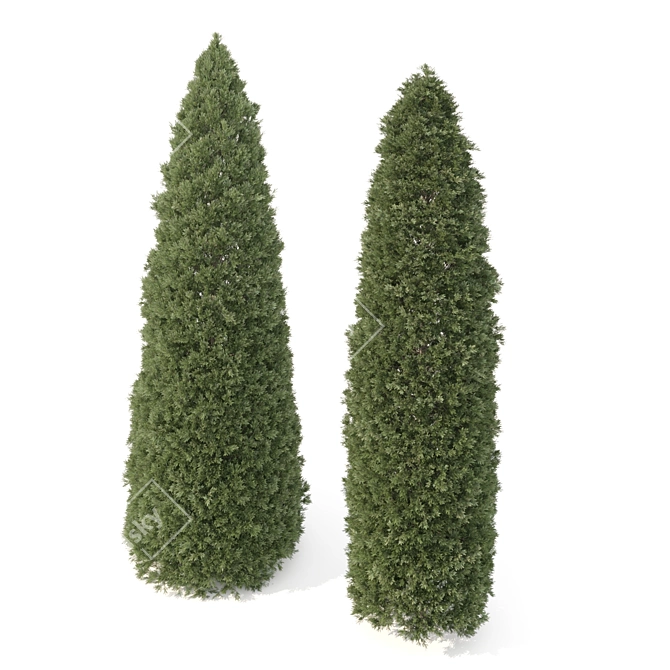  Pair of Majestic Golden Arborvitae Trees 3D model image 4