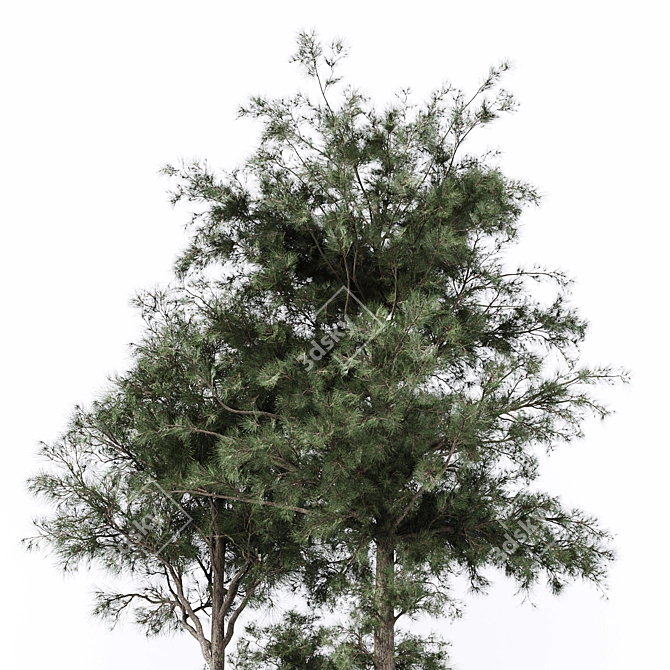 Lush Pine Tree: High-Quality 3D Model 3D model image 4