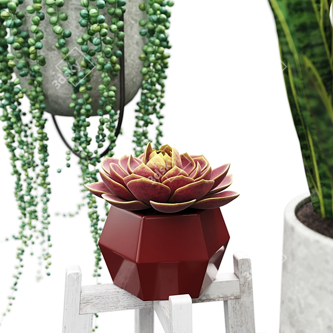 Indoor Plant Set: Senecio, Echeveria, Sansevieria 3D model image 2