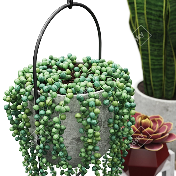 Indoor Plant Set: Senecio, Echeveria, Sansevieria 3D model image 3