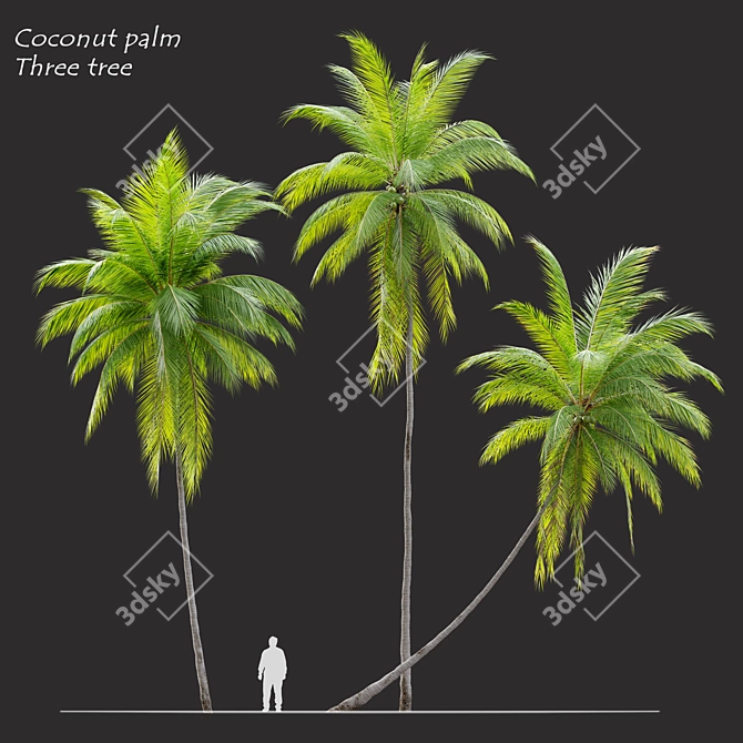 Tropical Majesty: Coconut Palm Trio 3D model image 1