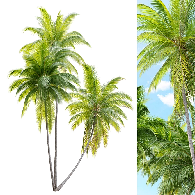 Tropical Majesty: Coconut Palm Trio 3D model image 4