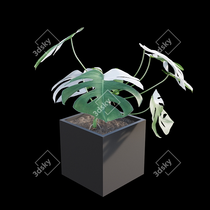 Rare Monstera Deliciosa Albo - Var 3D model image 3