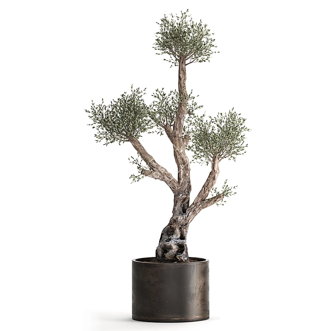 Exotic Olive Tree Collection 3D model image 2