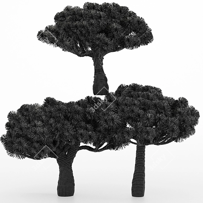 Variety of Dracaena Trees - 5 Different Sizes 3D model image 3