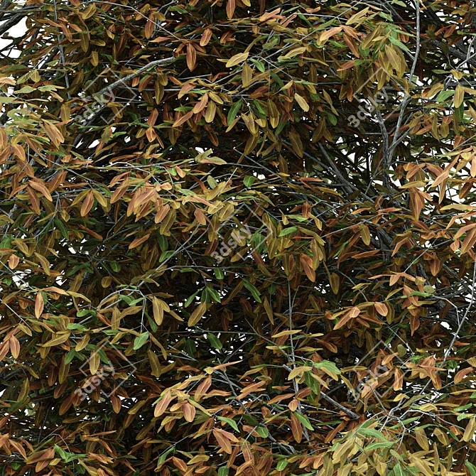 Shingle-Oak: Fall Foliage Tree 3D model image 2